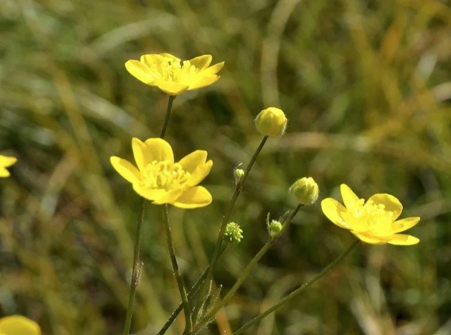 Ranunculus occidentalis (Western Buttercup)