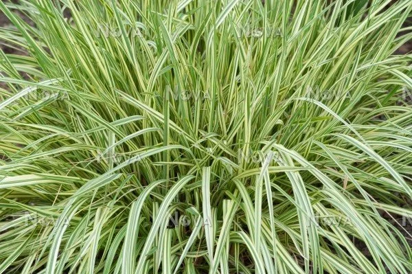 Molinia caerulea 'Variegata' (Variegated Purple Moor Grass) 1 gal