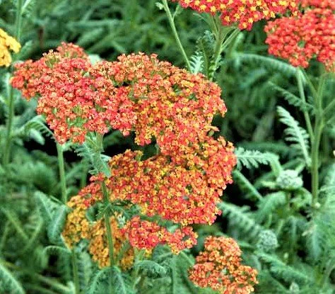 Achillea 'Walther Funcke' (Walther Funcke Yarrow) 4 in.