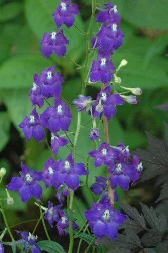 Delphinium menziesii (Menzies Larkspur)