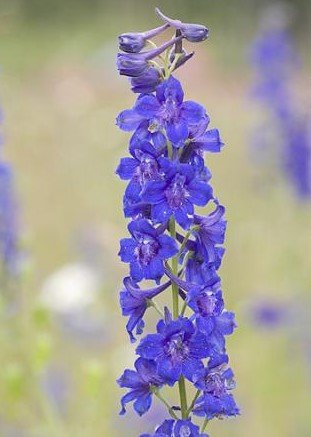 Delphinium nuttallii (Nuttall's Larkspur) 1 gal