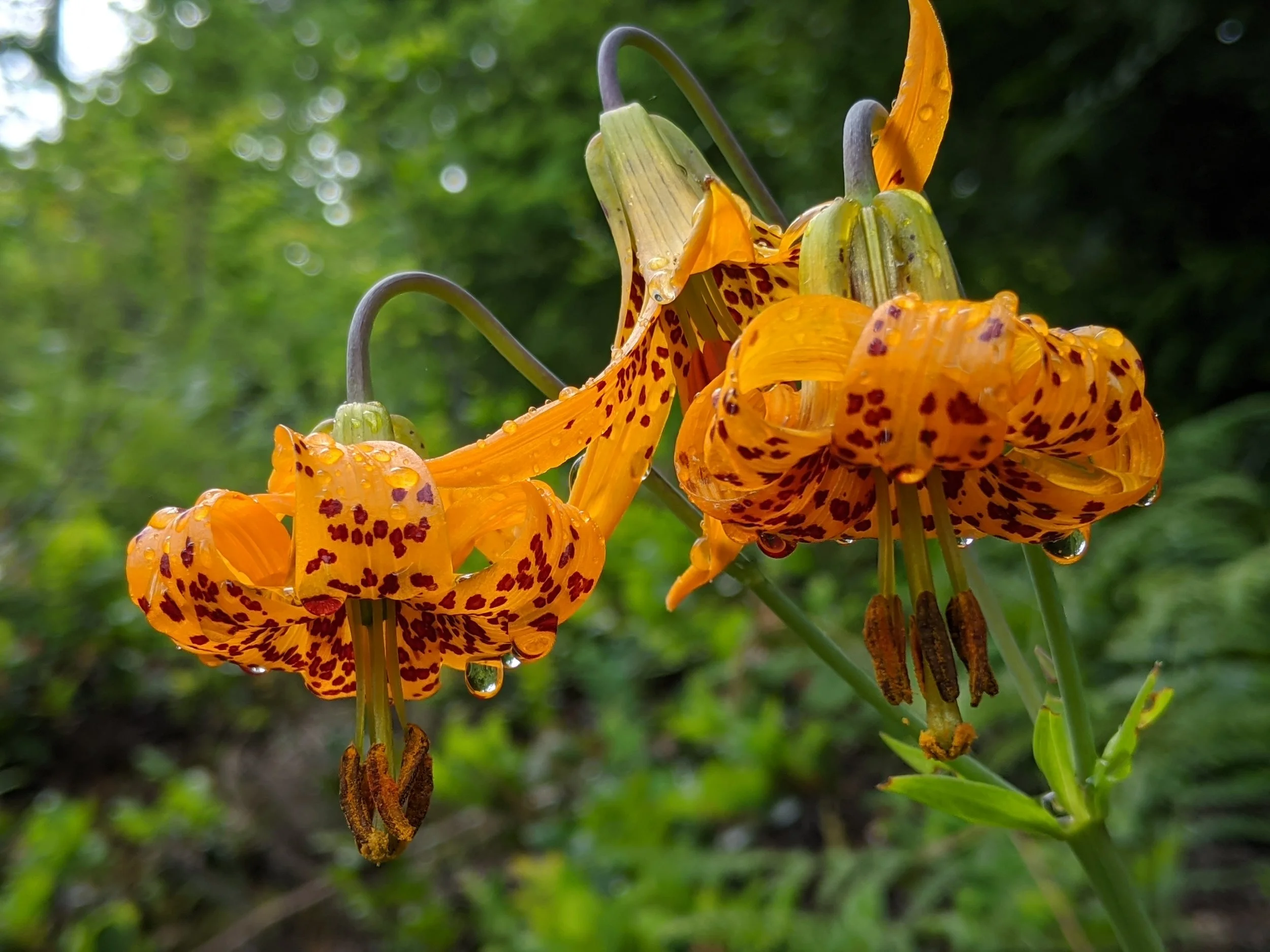 Lilium columbianum (Columbia Tiger Lily)