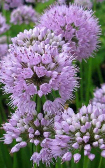 Allium 'Big Beauty' (Big Beauty Allium) 1 qt