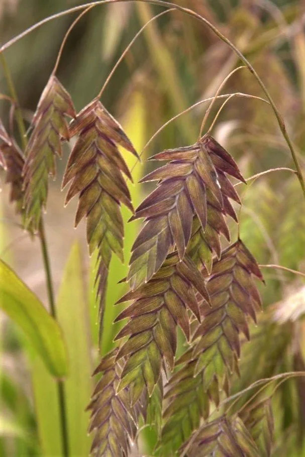 Chasmanthium latifolium (Northern Sea Oats)