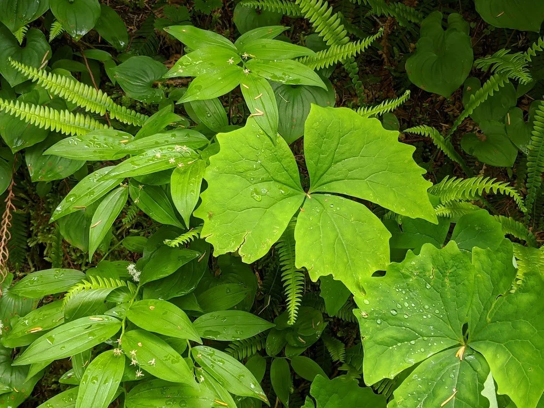 Achlys triphylla (Vanilla leaf) 1 gal