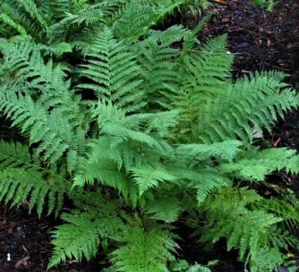 Athyrium filix-femina (Western Lady Fern) 1 Gal