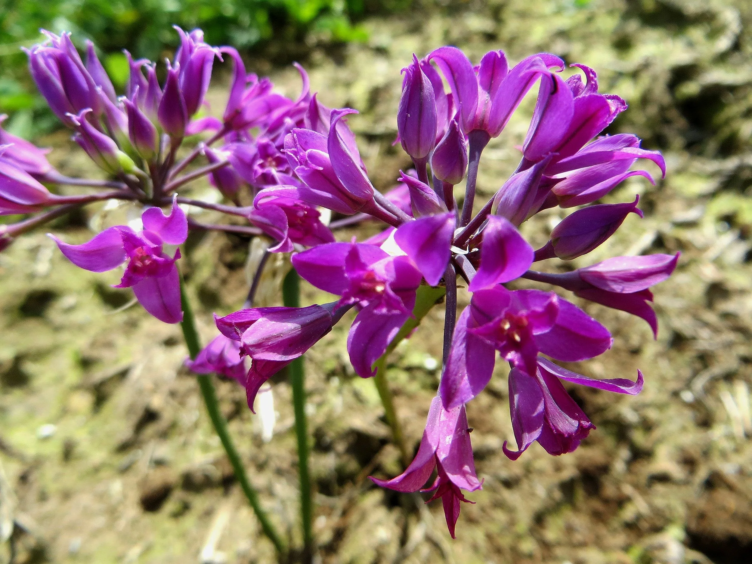 Allium acuminatum (Tapertip onion) 4"