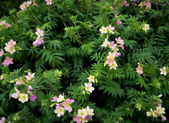 Polemonium carneum (Royal Jacob's Ladder) 1 gal