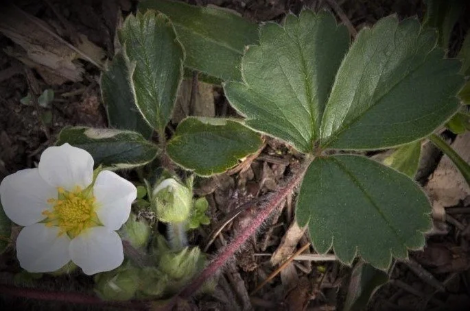 Fragaria virginiana (Blueleaf or Alpine Strawberry) 4"