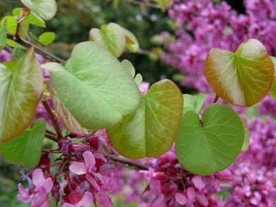 Cercis_occidentalis.jpg