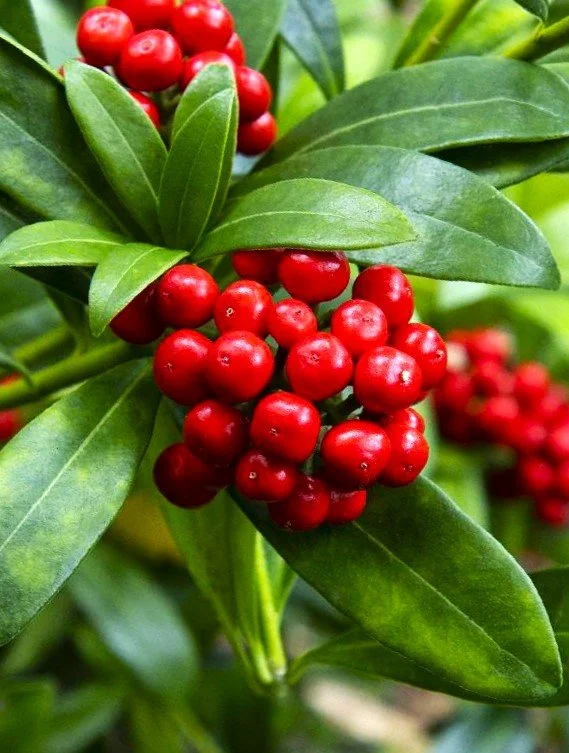 Skimmia japonica (Japanese Skimmia)