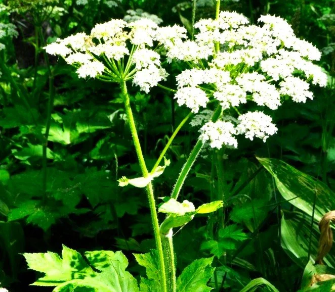 Heracleum maximum (Cow Parsnip)