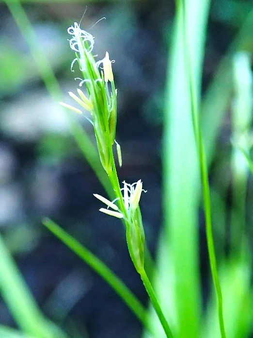 Carex leptopoda (deweyana) (Slenderfoot Wood Sedge) 1 gal