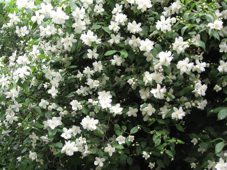 Philadelphus lewisii (Mock Orange)