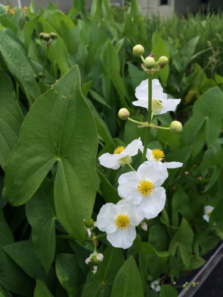 DETA-7234_Sagittaria-latifolia.jpg