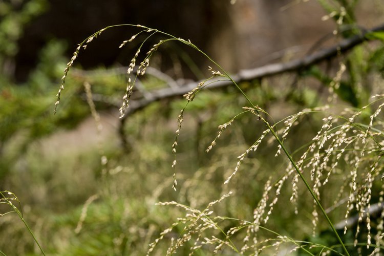 Glyceria_striata_-_Flickr_-_aspidoscelis.jpg