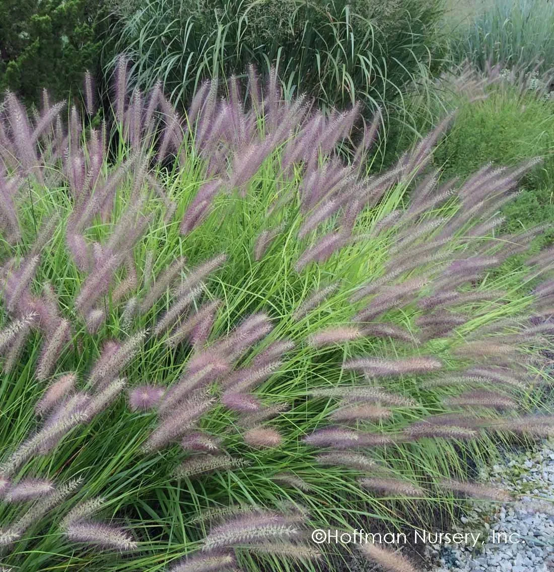 Pennisetum_Red_Head_03.jpg