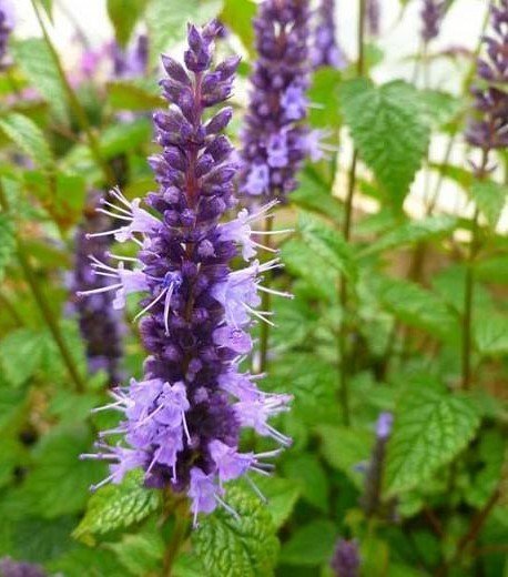 Agastache+flower+2.jpg