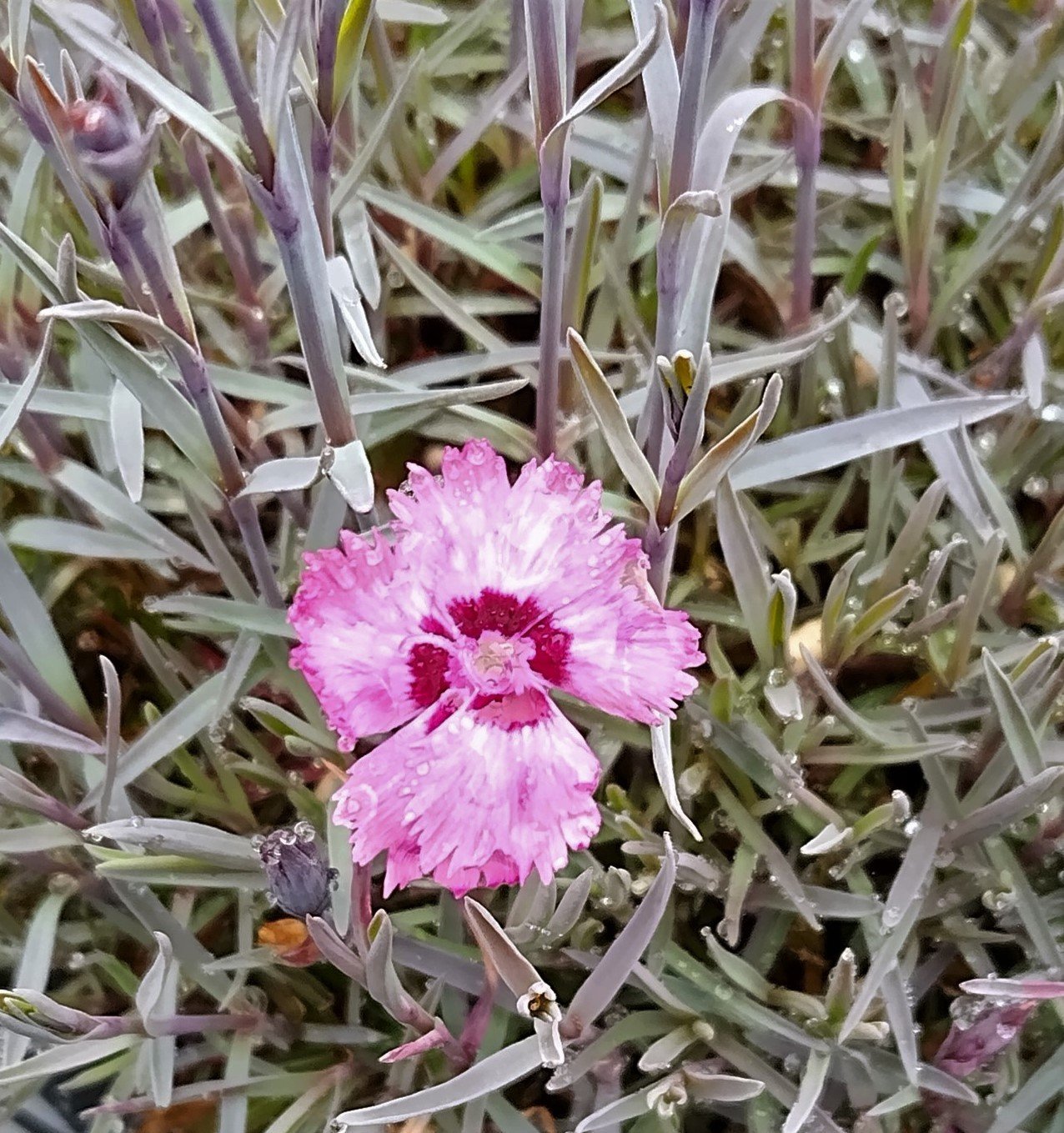 Dianthus+cherry+moon+flower+%26+foliage.jpg