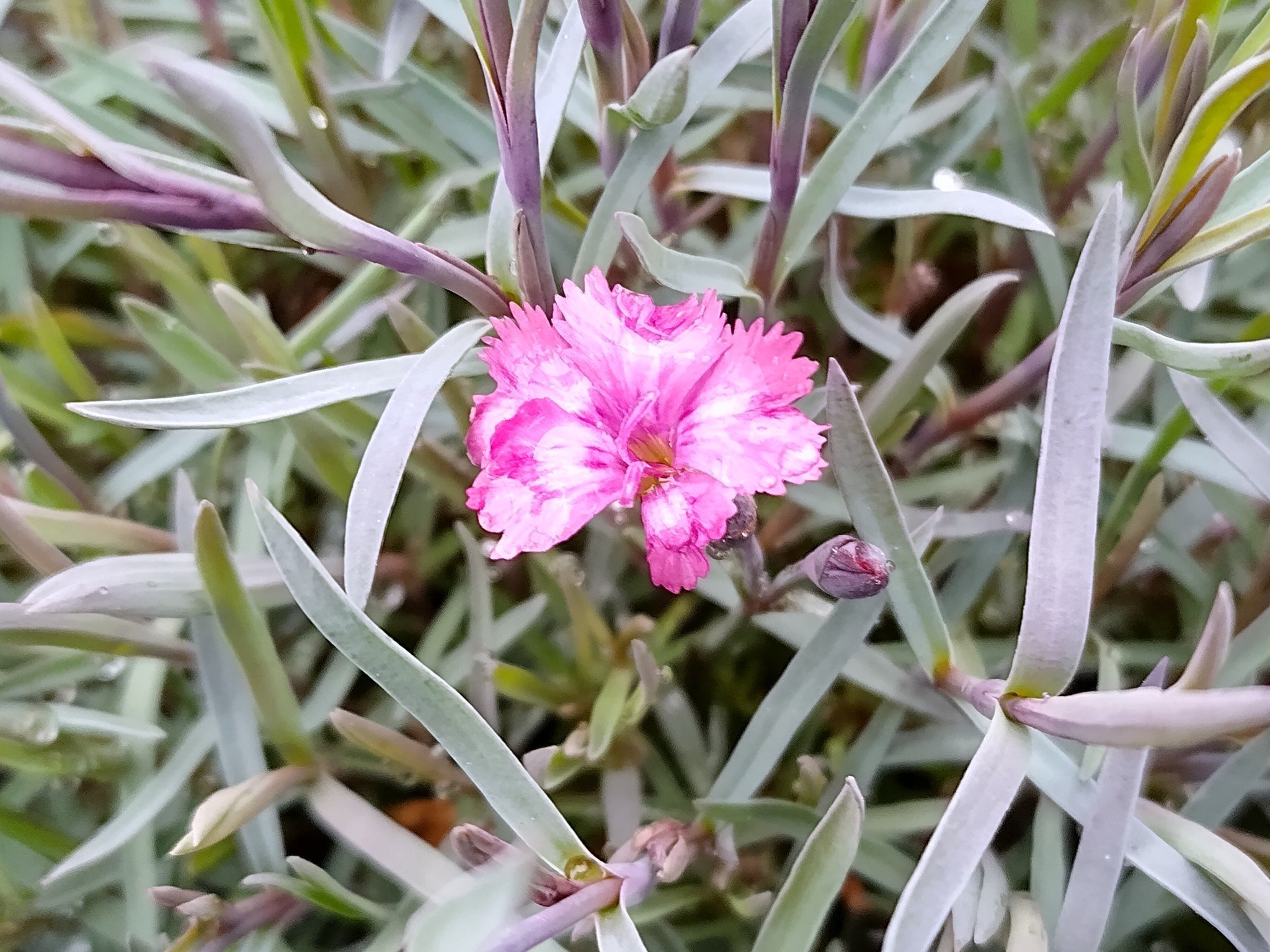 Dianthus+cherry+moon+2.jpg
