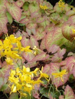 epimedium_x_perralchicum_frohnleiten.jpg