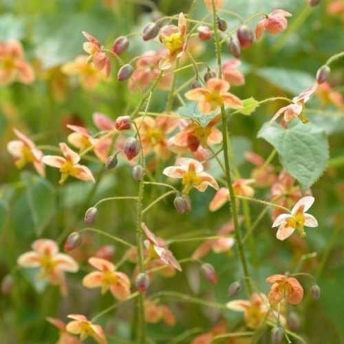 Epimedium-x-warleyense+apricot+flowers+orange+queen.jpg