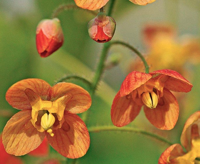 epimedium+orange+queen+flower+close+up.jpeg