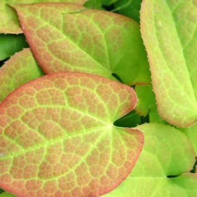epimedium+orange+queen+spring+leaves.jpg