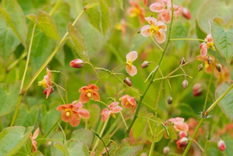 epimedium-orange-queen-flowers+and+foliage.jpg