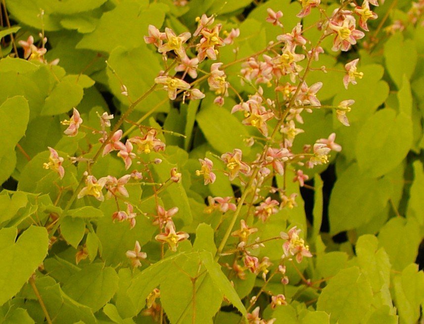 Epimedium-x-cantabrigiense-Orange-Queen-foliage.jpg