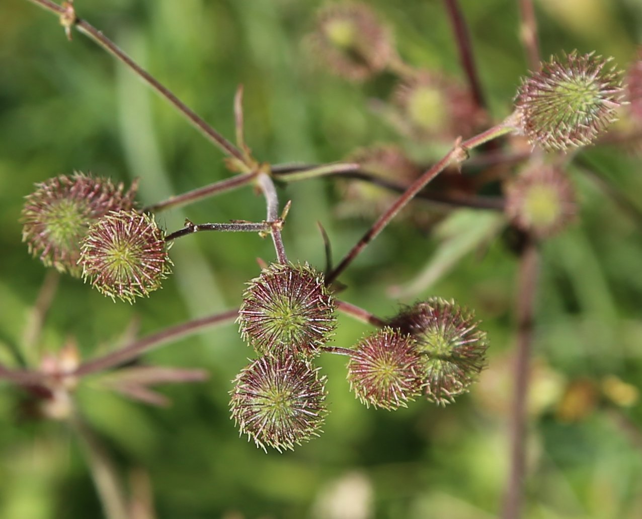 Geum_macrophyllum_large-leaved_avens_in_fruit.jpg (Copy)