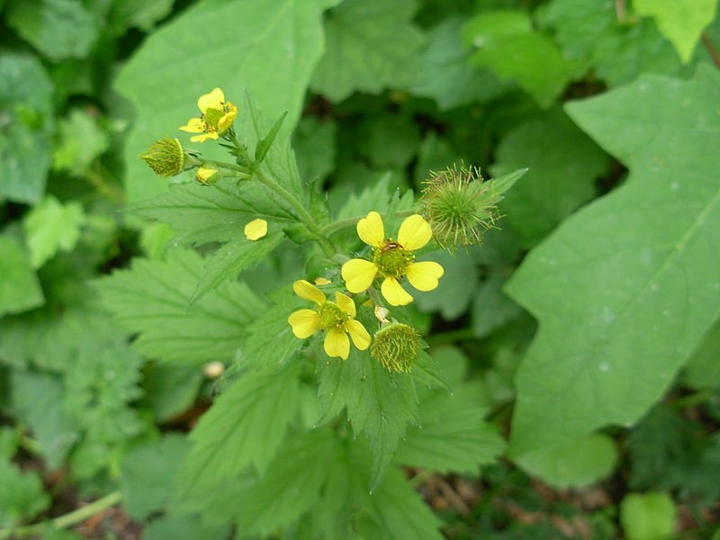 800px-Geum_macrophyllum_%282615073237%29.jpg (Copy)