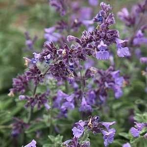 Nepeta_WalkersLow.jpg