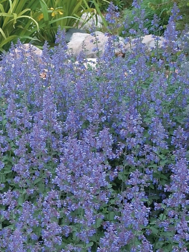 NEWL_0_Nepeta_Walkers-Low.1491337913.jpg