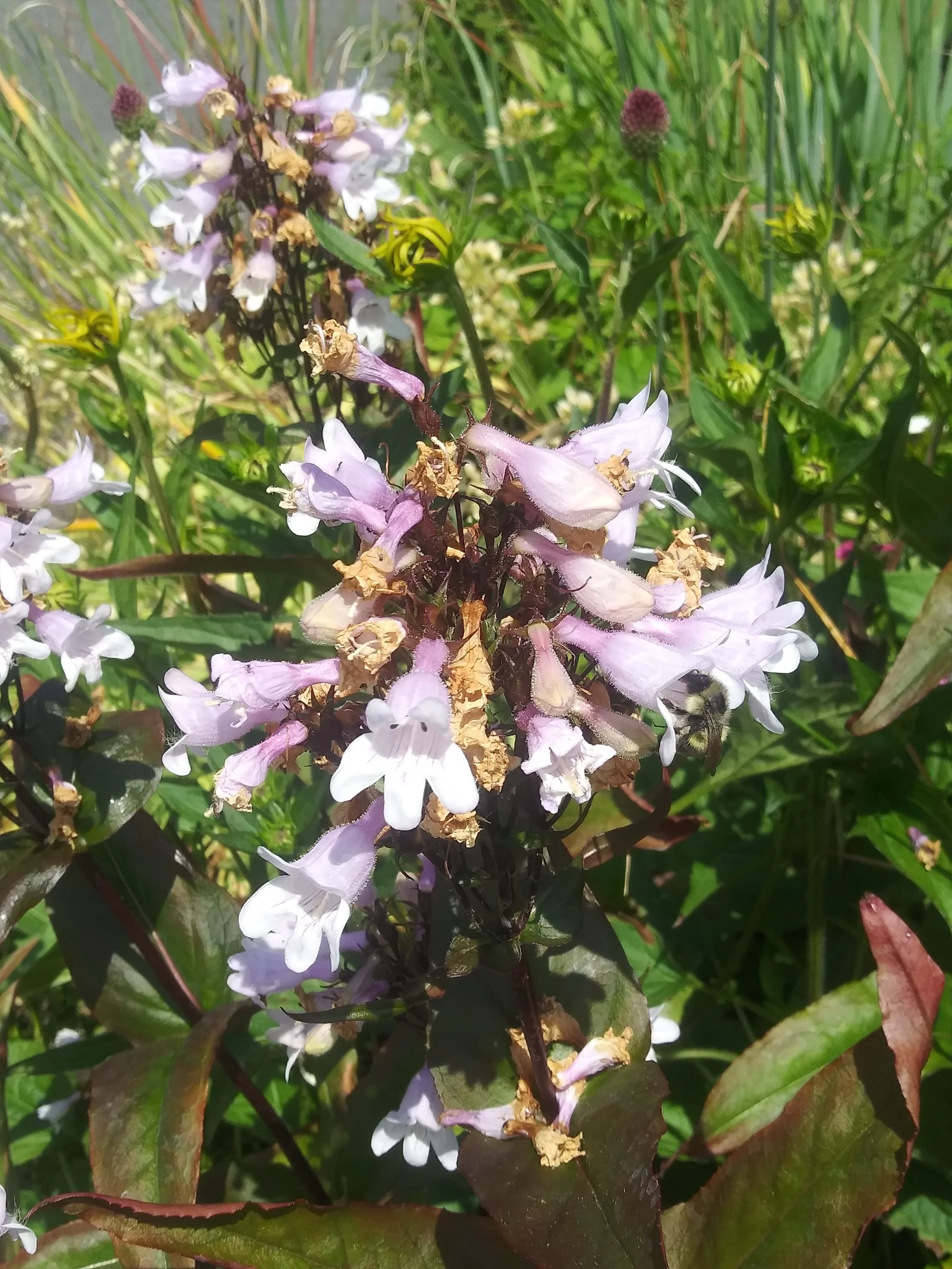 penstemon+digitalis.jpg