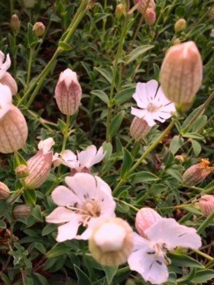 silene+rosea.jpg