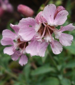 Silene_uniflora_Rosea.jpg