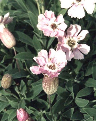 Silene_maritima_%27rosea%27.jpg
