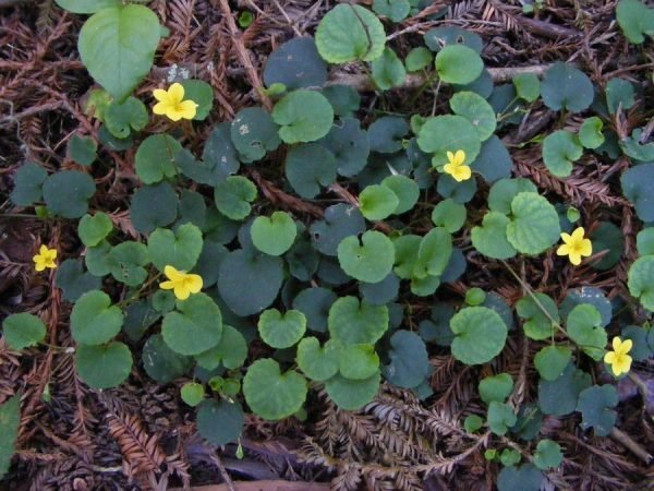 Viola-sempervirens-1-600x450.jpg