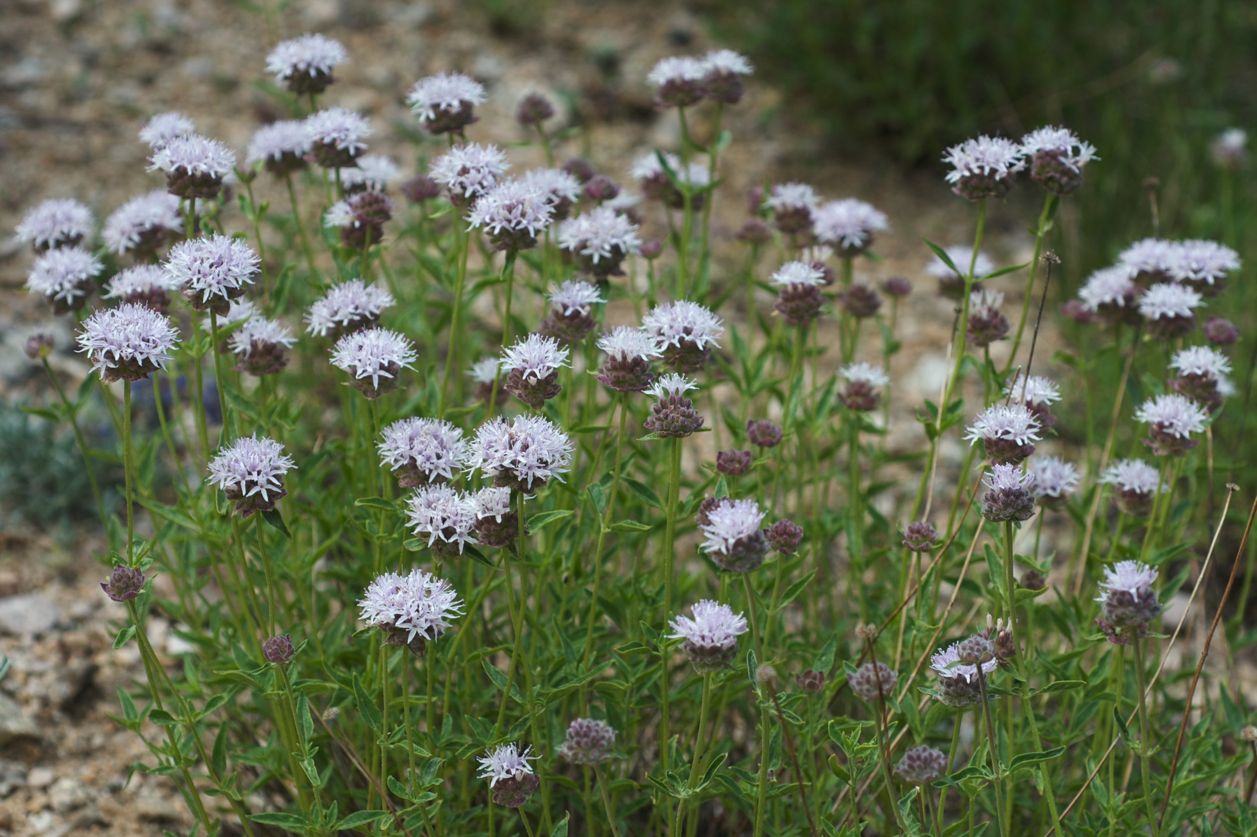 Monardella_odoratissima_California.jpg