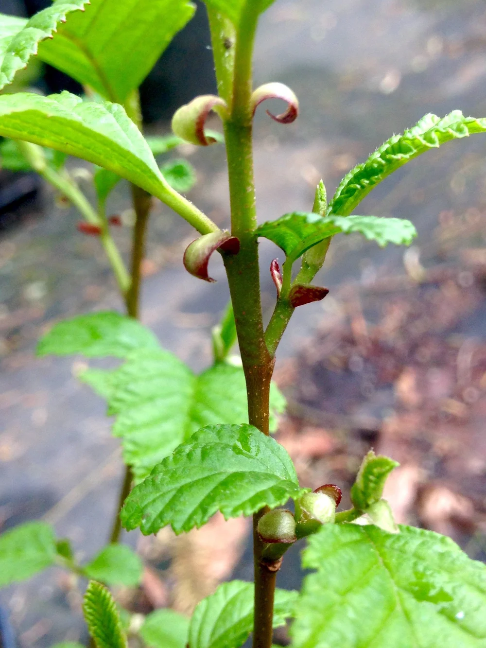 Alnus rubra (Red Alder)  Native Plant Salvage Foundation
