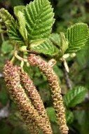 alnus%2Brubra%2B%282%29.jpg