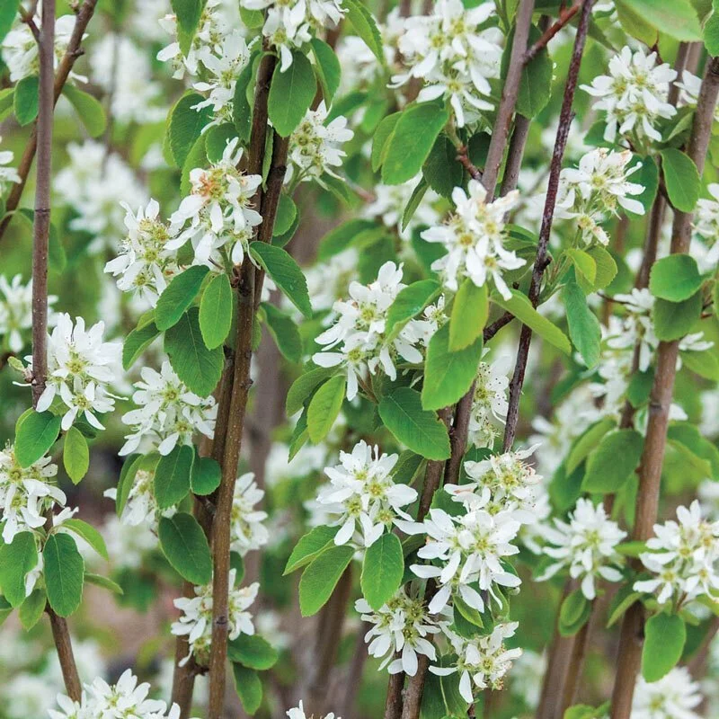 Amelanchier alnifolia (Western Serviceberry)  Native Plant Salvage  Foundation