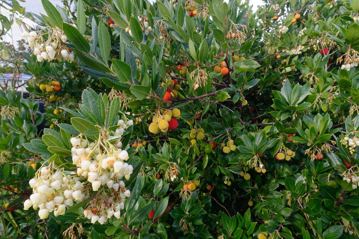 Arbutus-unedo-Compacta-2-of-2.jpg