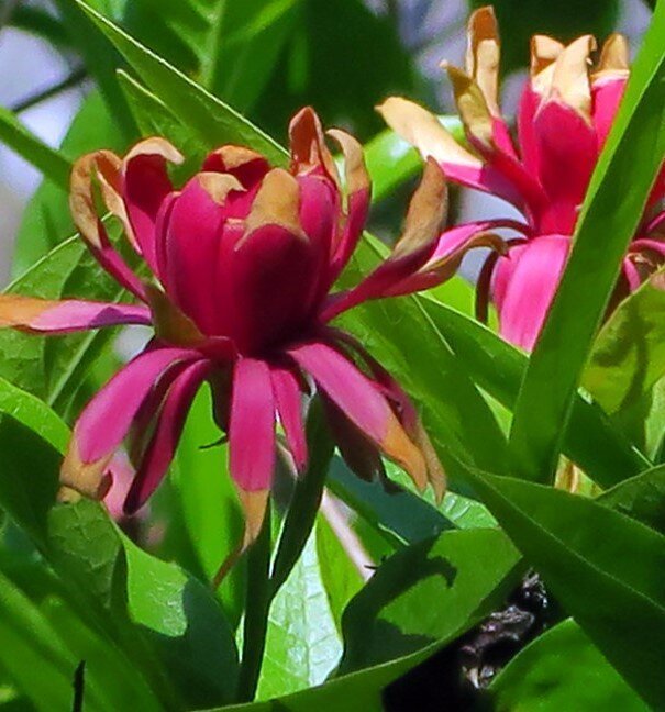 calycanthus%2Bflower%2B%282%29.jpg