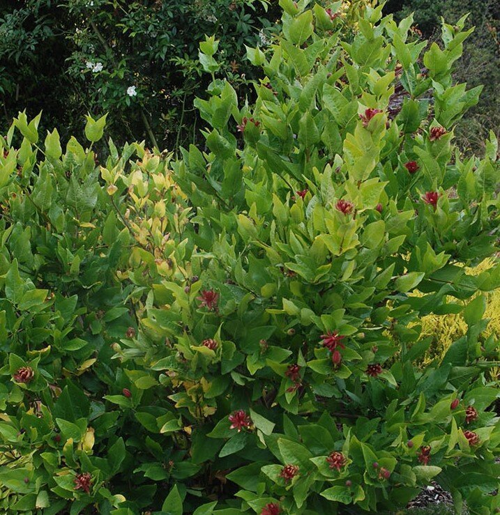 calycanthus%2Bfoliage%2B%282%29.jpg