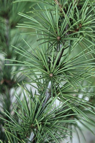 Cedrus-deodara.jpg