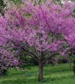 cercis+rounded+crown.jpg