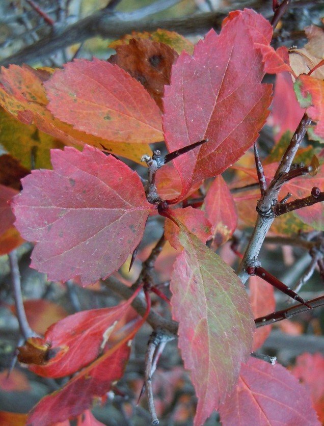 hawthorn+fall+color.jpg