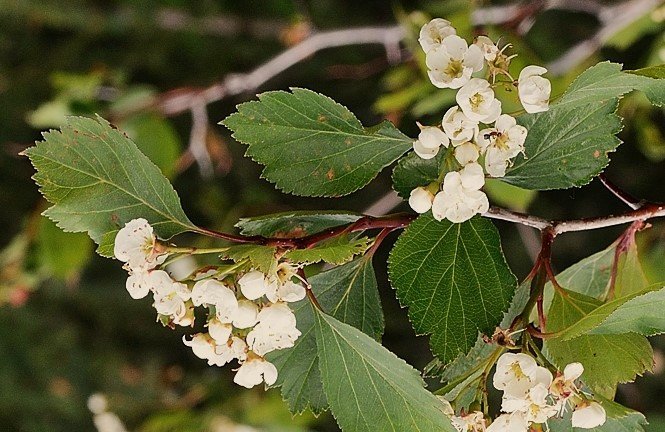 hawthorn+flower+cluster+1.jpg